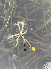 Rattlesnake bladderwort (Utricularia radiata)