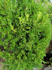 Buxus sinica