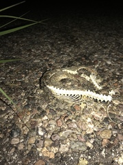 Crotalus