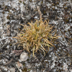 Centrolepis cephaloformis