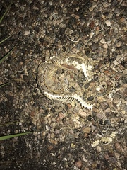 Crotalus