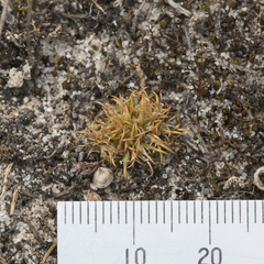 Centrolepis cephaloformis