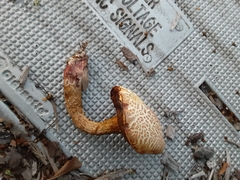 Pulveroboletus ravenelii