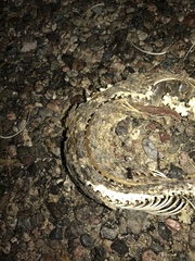 Crotalus