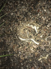 Crotalus