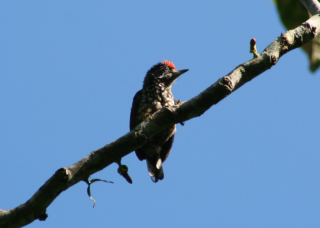 Arrowhead Piculet (Picumnus minutissimus) photo