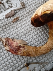 Pulveroboletus ravenelii