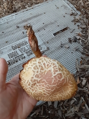 Pulveroboletus ravenelii