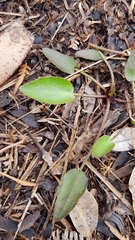 Liparophyllum exaltatum