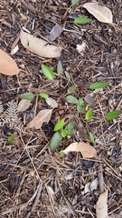 Liparophyllum exaltatum