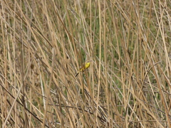 Pseudocolopteryx dinelliana