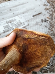 Pulveroboletus ravenelii