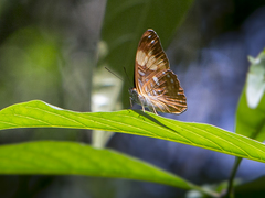 Adelpha irmina