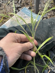Panicum philadelphicum