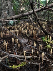 Clavariadelphus ligula