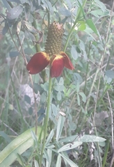 Ratibida columnifera