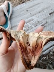 Pulveroboletus ravenelii