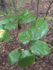 Styrax grandifolius