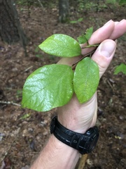 Styrax grandifolius