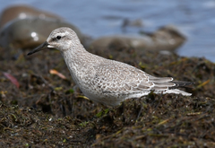 Calidris canutus rufa