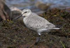 Calidris canutus rufa