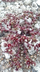 Sedum vinicolor