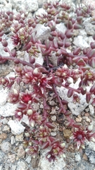Sedum vinicolor