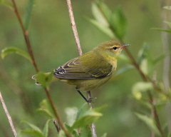 Leiothlypis peregrina