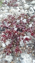 Sedum vinicolor