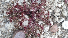 Sedum vinicolor