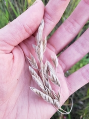 Bromus kalmii