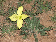 Oenothera brachycarpa