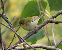 Leiothlypis peregrina