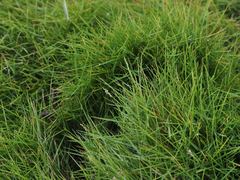 Zoysia pacifica