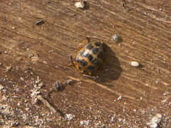 Corynomalus dentatus