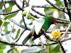 Chlorornis riefferii