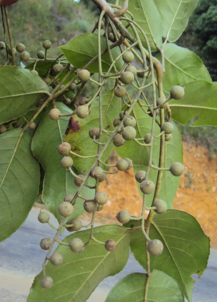 Toog Tree (LA Urban Forest Program) · iNaturalist