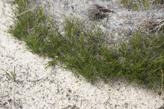 Schoenus breviculmis