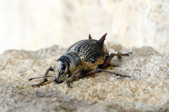 Catasarcus spinipennis