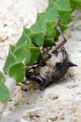 Catasarcus spinipennis