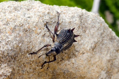 Catasarcus spinipennis