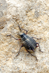 Catasarcus spinipennis
