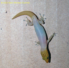Sphaerodactylus homolepis