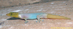 Sphaerodactylus homolepis