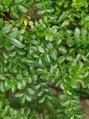 Zanthoxylum beecheyanum