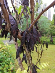 Cercis chinensis