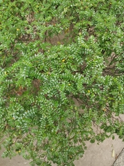 Zanthoxylum beecheyanum