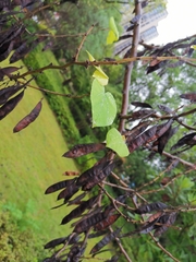 Cercis chinensis