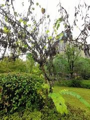 Cercis chinensis