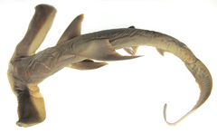 Winghead Shark photo 3